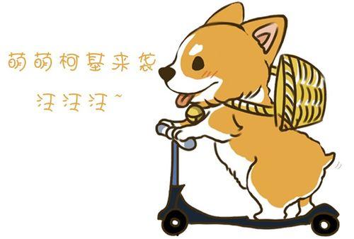 柯基狗粮国产动漫视频,萌宠美食之旅